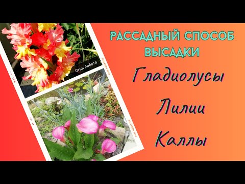 Видео: Гладиолусы, лилии, каллы. Рассадный способ выращивания