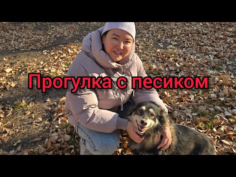 Видео: Прогулка по осенней аллеи  нашего Пушистика🐕