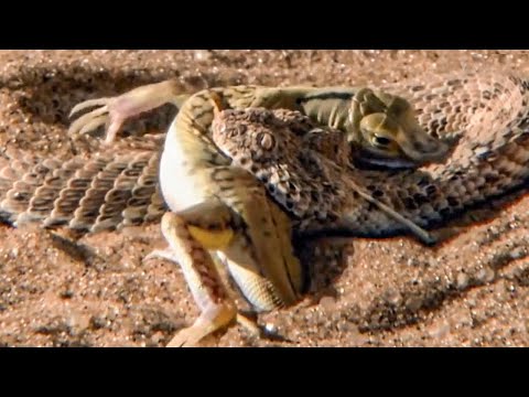 Видео: Пустынная гадюка – ужас песков! Лучшая маскировка и эффективная тактика охоты!