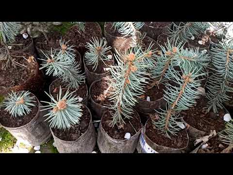 Видео: галубая  ели енг кимат арча