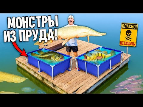 Видео: Я поймал 3 ЭКЗОТИЧЕСКИХ ПРУДОВЫХ МОНСТРОВ, чтобы ЗАПОЛНИТЬ мой пруд объемом 4000 г!