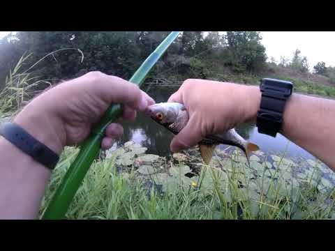 Видео: Плотва на реке в августе.летняя рыбалка на поплавочную удочку,наживка кукуруза,тесто , опарыш