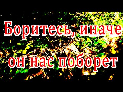 Видео: Борьба с борщевиком. Делюсь опытом.