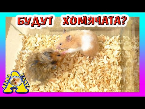 Видео: МОЖНО КЛУБНИКУ ХОМЯКУ? МЫ ЖДЕМ ХОМЯЧАТ ОТ Хомки / свидание Сирийских хомяков / Кот / Alisa Easy Pets