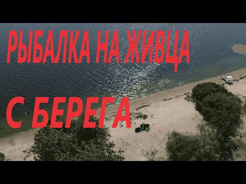 Видео: Ловля на живца с берега/Рыбалка ночью и утром в Киеве/Видеоотчет июль 2021