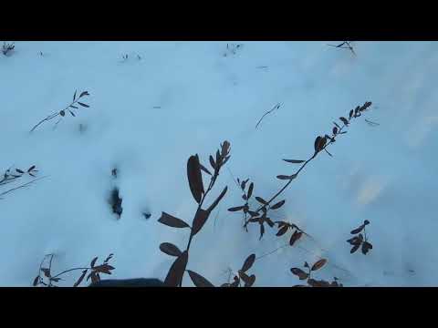 Видео: Часть 2. Зимняя прогулка по лесу.