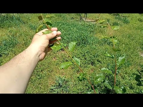 Видео: Лятна резитба на слива, 2-ра година, част 1