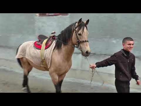 Видео: 01,12,2023  1  кисм купкари