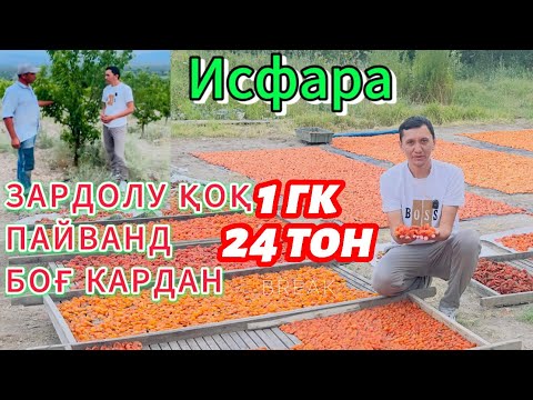 Видео: Даромад аз боғи зардолу ва чан маълумотҳои зарури/ Исфара