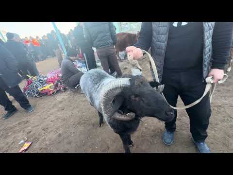 Видео: кучкорн зурлар тушди богат молбозор 