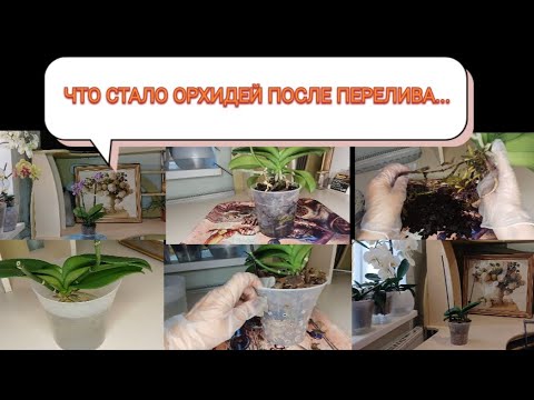 Видео: После  перелива осталась без  корней... Что дальше?