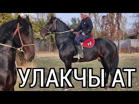 Видео: УЛАГЫ КҮЧТҮҮ АТ МЕЛИС АКЕДЕ 