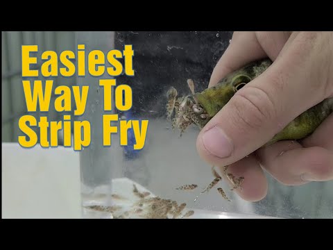 Видео: Как легко отделить мальков африканских цихлид (множественные демонстрации) Отделяем сотни мальков!