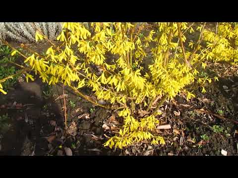 Видео: Изгородь из форзиции,, год третий.