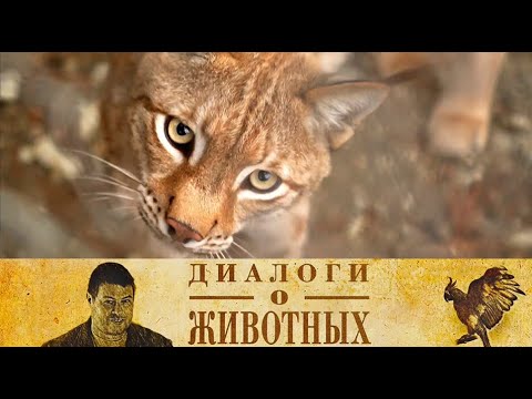 Видео: Сафари Парк в Геленджике. 11-я серия // Диалоги о животных