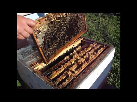 Видео: Пихтовое масло.  Заключительная диагностика