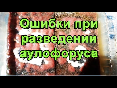Видео: Ошибки при разведении аулофоруса
