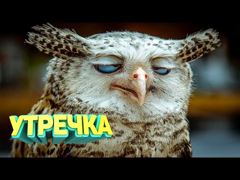 Видео: ЛУЧШИЕ ПРИКОЛЫ 2025 угар до слез тест на психику мемы смешные видео попробуй не засмеяться coub #128