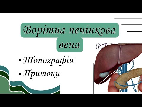 Видео: Ворітна печінкова вена. Топографія ворітної печінкової вени, її притоки.