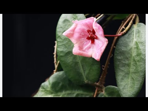 Видео: ПОСЫЛКА С НОВЫМИ ХОЙЯМИ 💚  ОРХИДЕИ ВСЁ ЕЩЁ ЦВЕТУТ🌺🦋🌸🌼