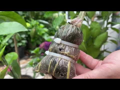 Видео: Все про розмноження повітряними відводками