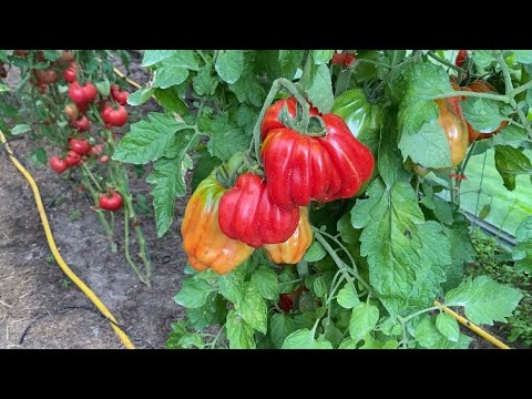 Видео: Дневник моих огородных дел. 14 августа 2025