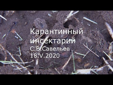 Видео: С.В. Савельев - Карантинный инсектарий