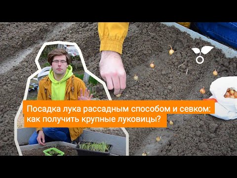 Видео: Посадка лука рассадным способом и севком: как получить крупные луковицы?