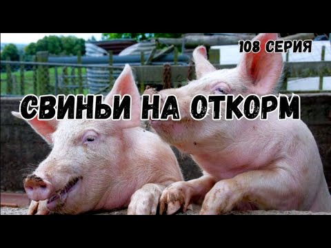Видео: Миллион на свиньях.Свиньи на откорм . Поросята породы пьетрен.