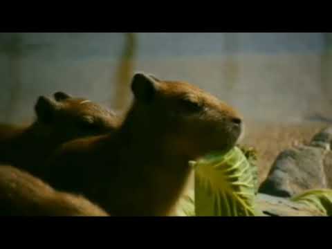 Видео: Капибара (Ростислав Чебыкин)