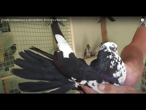Видео: Голубь по цене автомобиля. В гостях у Виктора 1ч