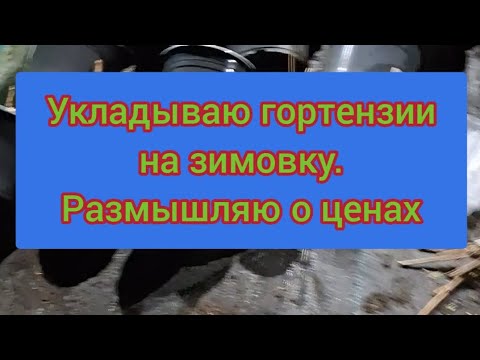 Видео: Обрезаю. Укладываю с 3 на зимовку. Размышления о ценах.