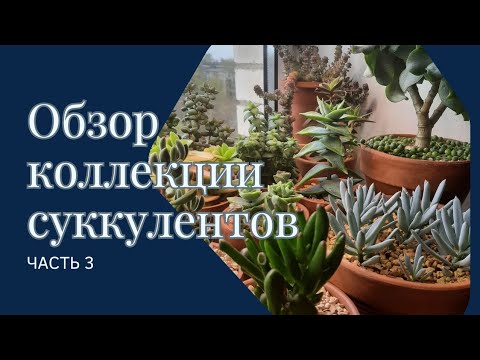 Видео: Обзор моей коллекции суккулентов (часть 3)