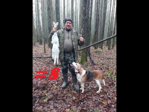 Видео: Трудовой 8-й заяц-беляк по чернотропу! Охота с эстонской гончей