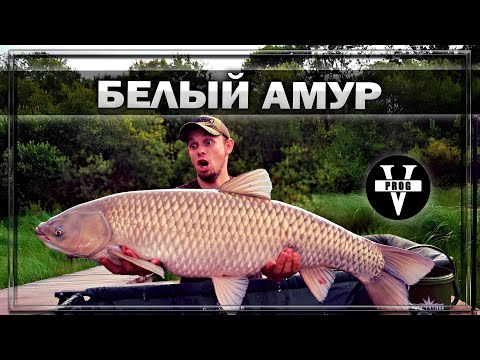 Видео: БЕЛЫЙ АМУР. Все о рыбе, где, на что и как ловить белого амура !