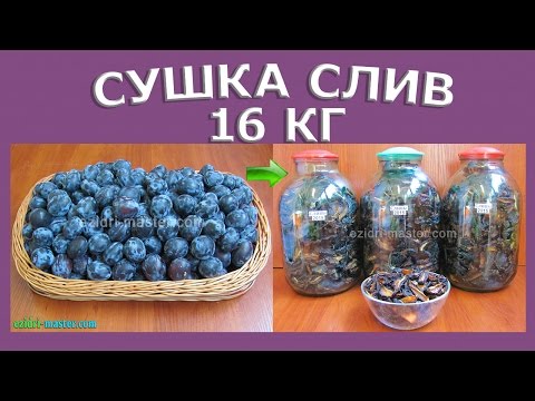 Видео: Сушка слив – 16 кг