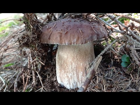 Видео: 23.09.2025 р.Таких емоцій я ще не переживав.Дивіться і матимете те саме.
