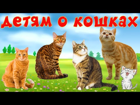 Видео: Кошки и их звуки для детей. Развивающее видео о кошках