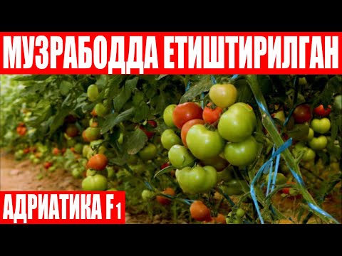Видео: Сурхондарёда қишда иситилмайдиган иссиқхонада етиштирилган Адриатика F1 (Tomato Adriatika F1-Sakata)