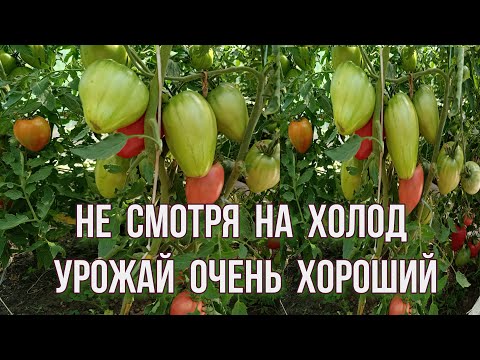 Видео: НЕ СМОТРЯ НА ХОЛОД, УРОЖАЙ СОБИРАЮ ВЕДРАМИ. ВКУСНЯТИНА ИЗ БАКЛАЖАНОВ.