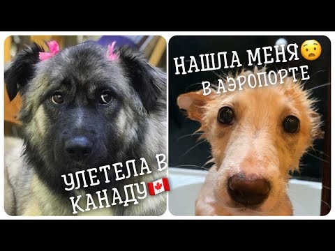 Видео: Бездомная Мигрировала в Канаду