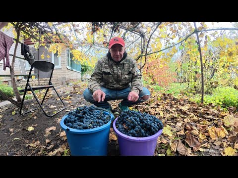 Видео: Напівсолодке ДОМАШНЄ ВИНО, осінь не перестає дивувати!!!!!!!!!!