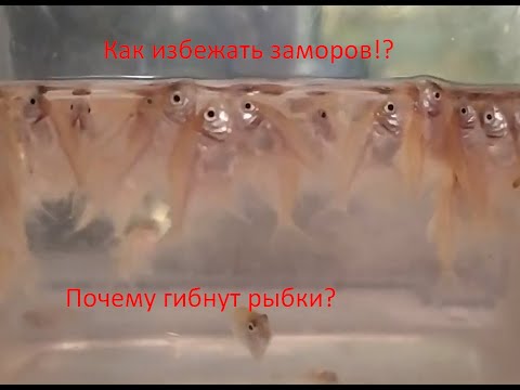 Видео: Основные причины заморов в ваших аквариумах! Грубые ошибки при содержании.