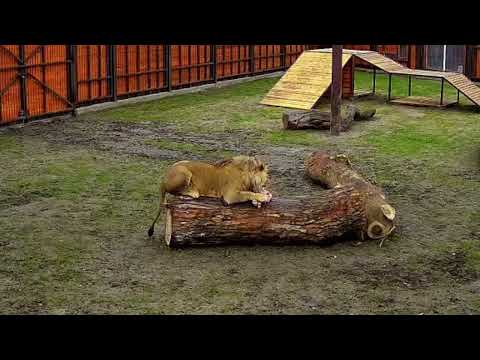 Видео: Шерхан ест, как царь! Минский зоопарк 