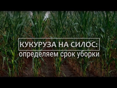 Видео: Кукуруза на силос - определяем срок уборки