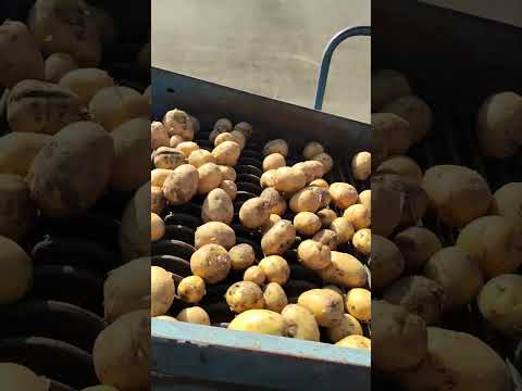 Видео: Работа картофельного комбайна ANNA644. #farming #shortsvideo