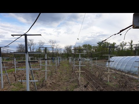 Видео: Виноград и то что вы о нем не знали.