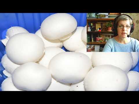 Видео: Ирландия #3 Грибная ферма