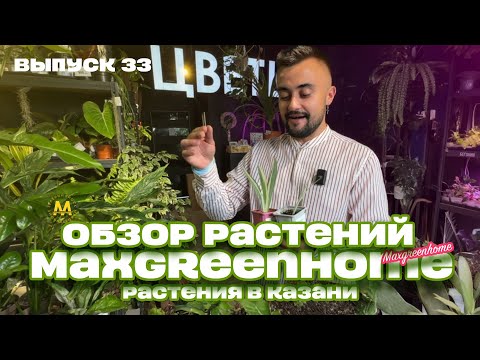 Видео: Комнатные/горшечные растения и букеты в Казани. Выпуск 33