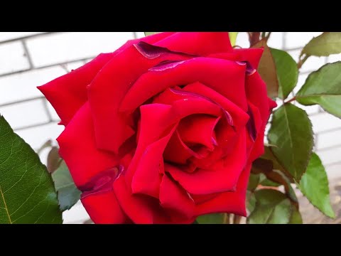 Видео: РОЗЫ "На кухне у Любани"! РОЗЫ цветут всё ЛЕТО!